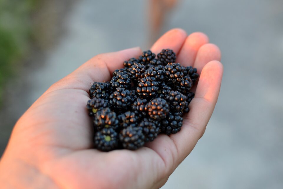 Fruit organic natural