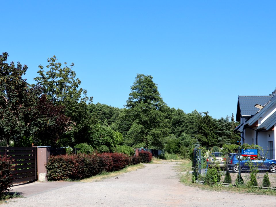 2019_Warszawa_Cytrusowa
