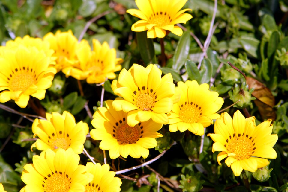 Jeju jeju olle trail dandelion flower