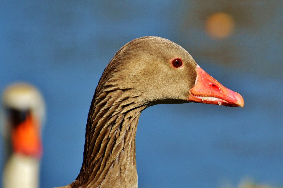 Water bird poultry bill