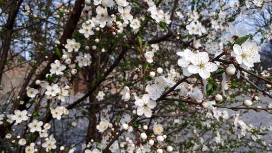 20190406_nature_lodz