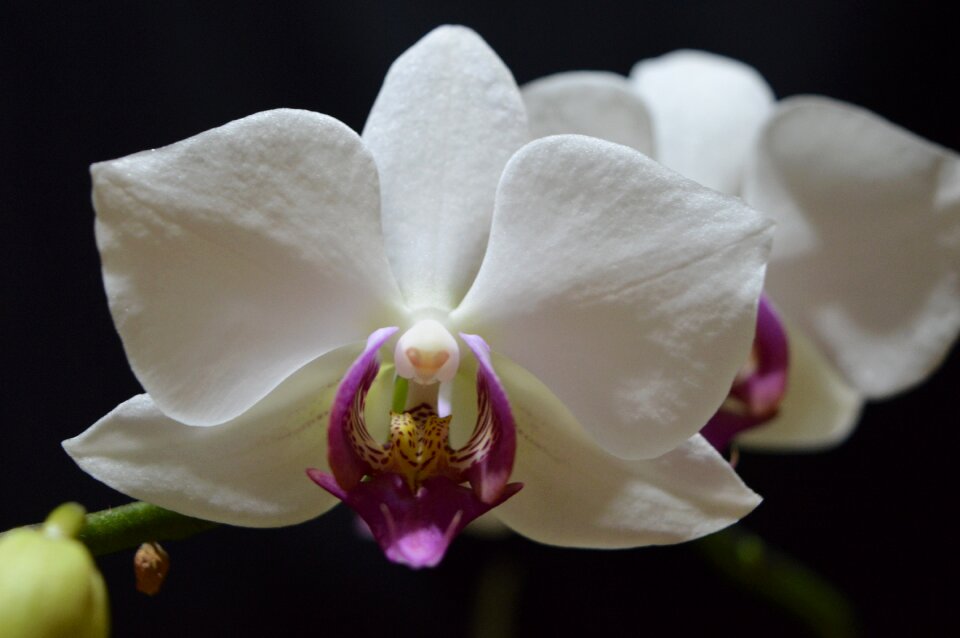 Nature plant orchid