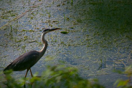 Water waterfowl fauna photo