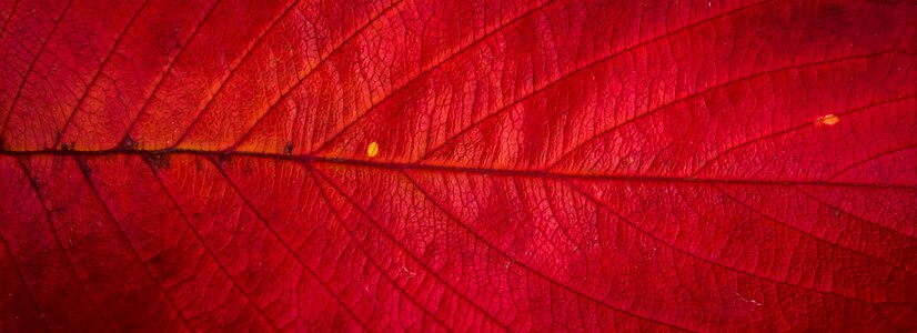 The leaves leaf nature