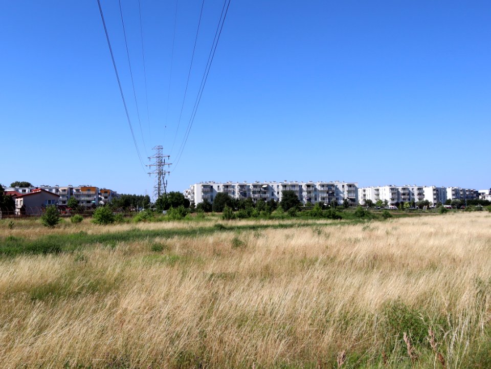 2019_Warszawa_Kobiałka,_sucha_trawa