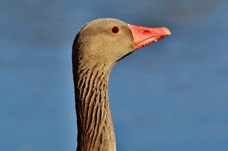 Water bird poultry bill photo