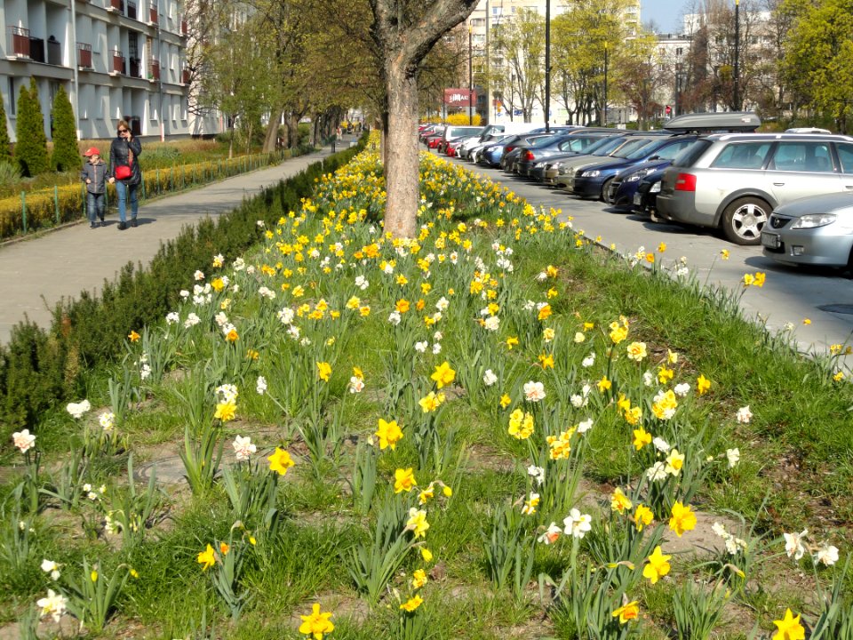 2019_Warszawa_Muranów,_żonkile,_4