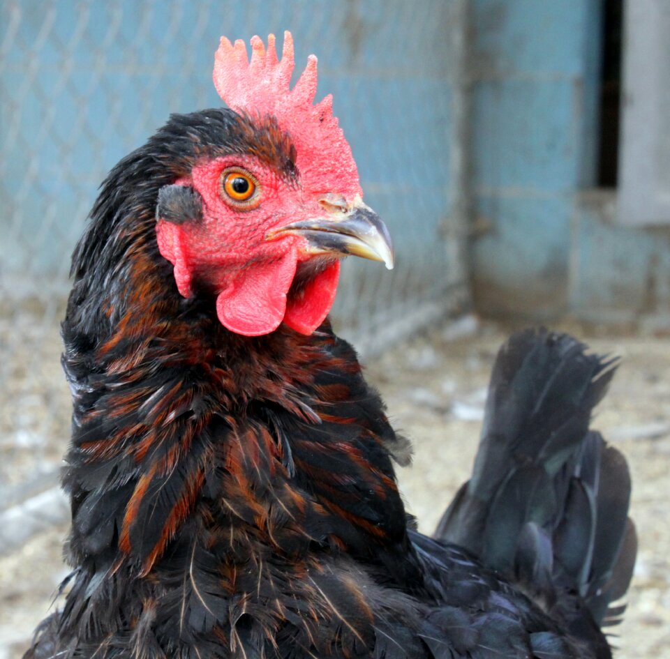 Agriculture alive animal