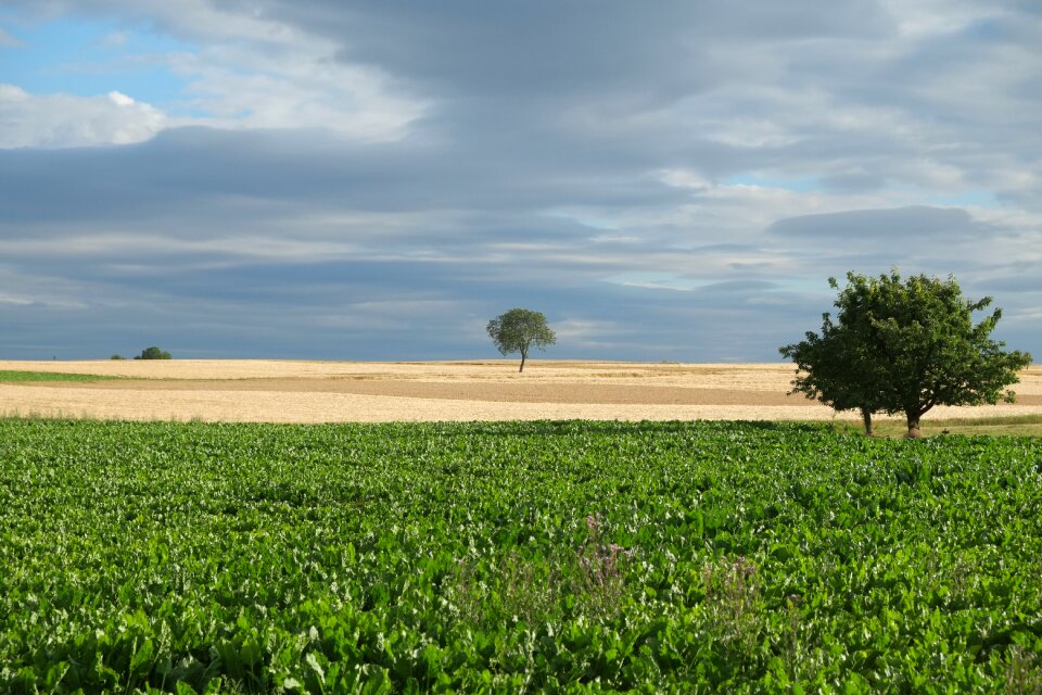 Sky leaves landscape