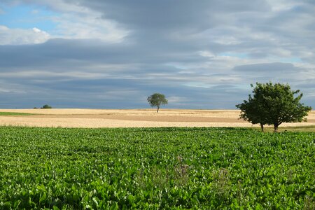 Sky leaves landscape photo