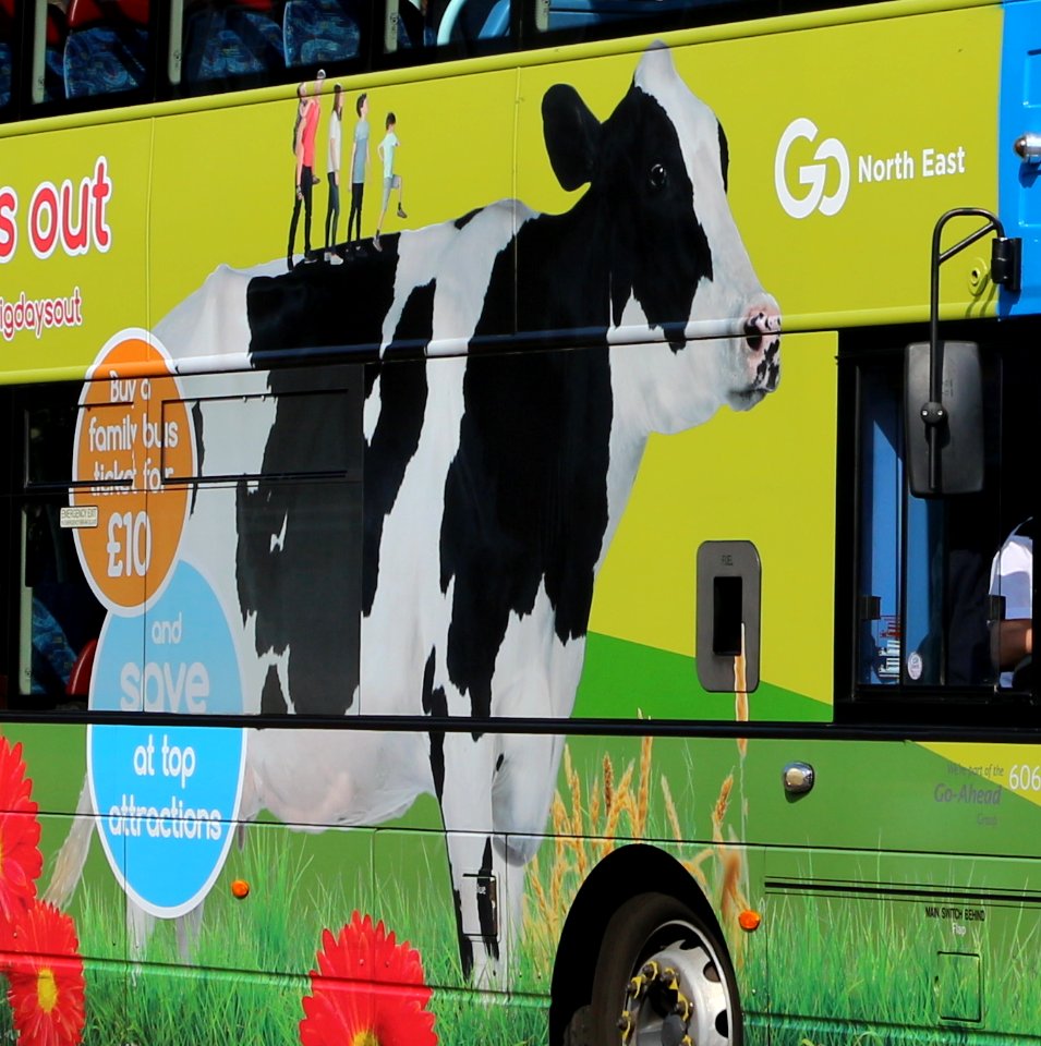 20190417-Go-North-East-NK62CZA_cow