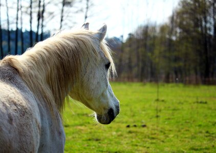 Thoroughbred arabian meadow grass