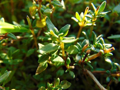 Spice plant herb