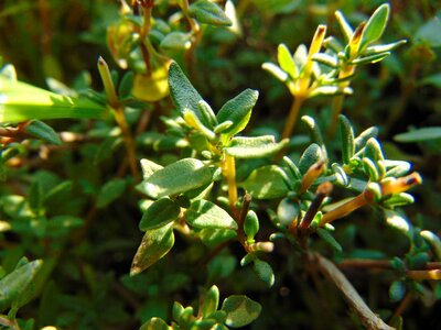 Spice plant herb photo