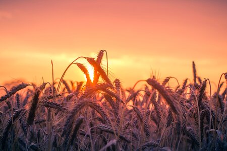 Lighting summer wheat field