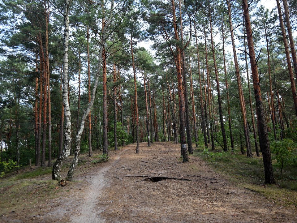 2019_Warszawa_Borowa_Góra
