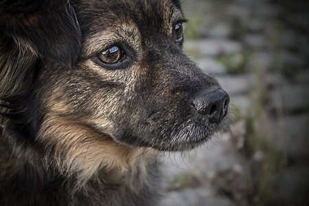 Mutt pets canine