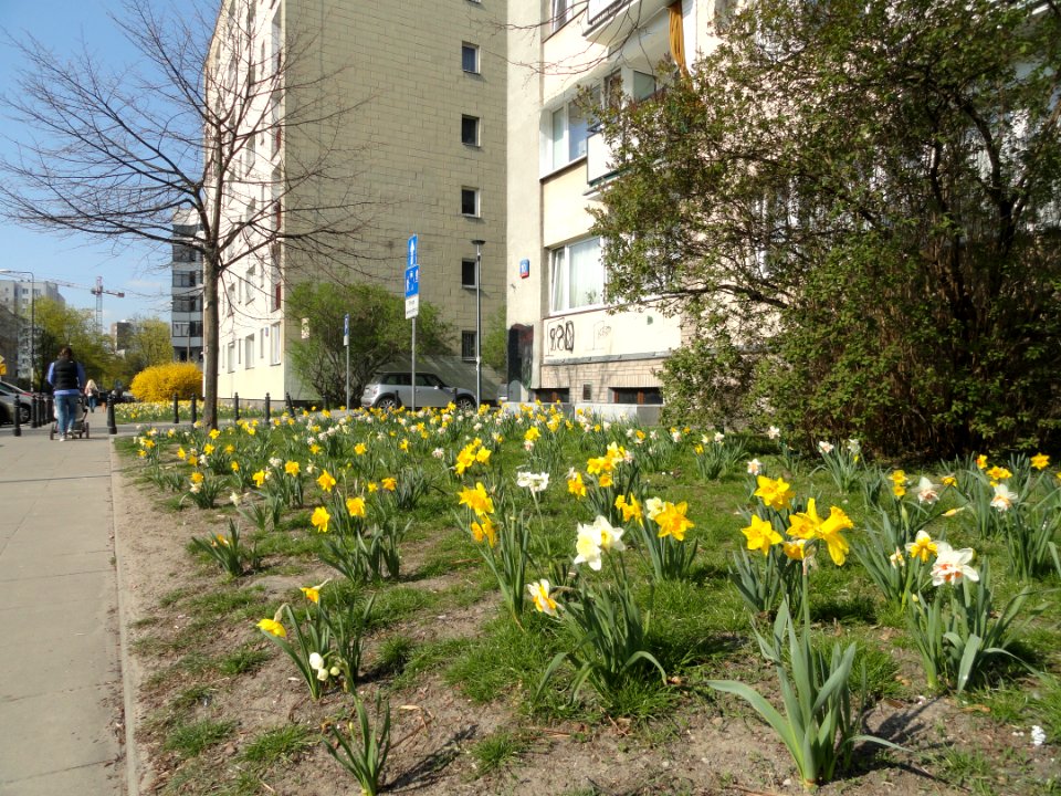 2019_Warszawa_Muranów,_żonkile,_1
