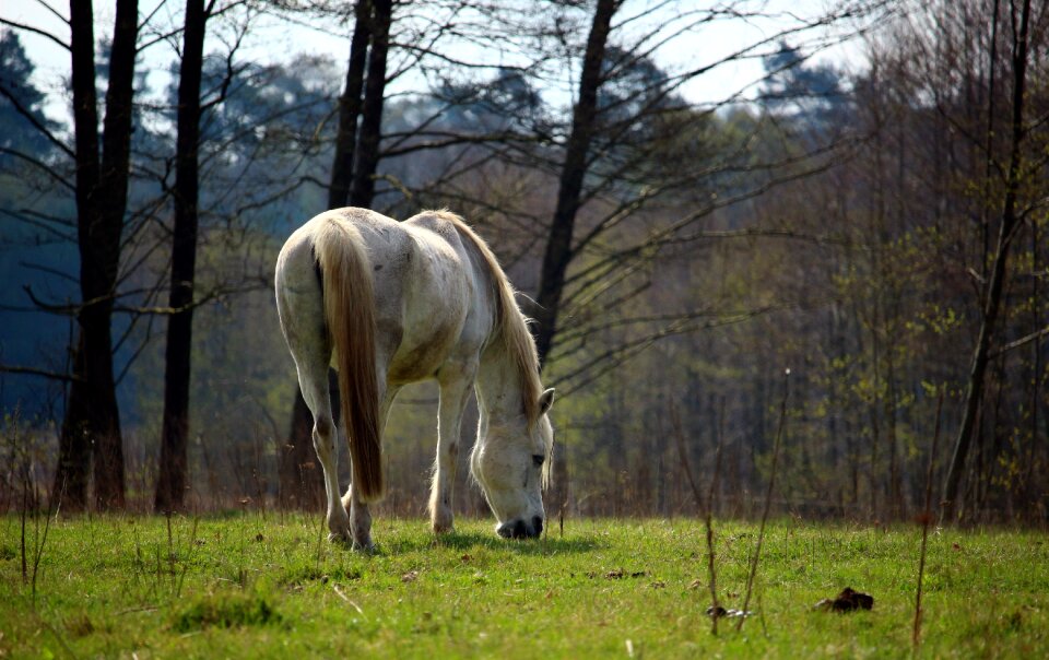 Grass thoroughbred arabian graze