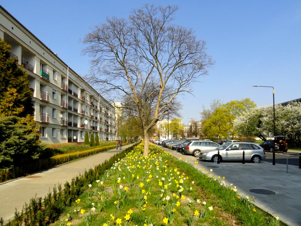 2019_Warszawa_Muranów,_żonkile,_3