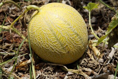 Melon fruit meloon