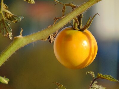 Vegetables plant crop