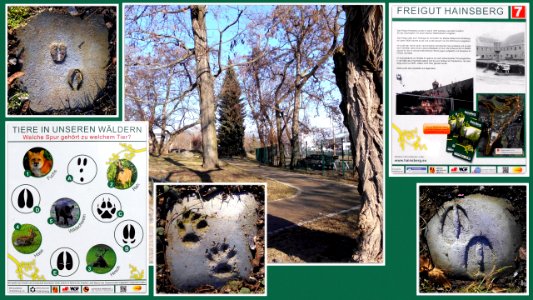 2019_Hainsberg_Wildspuren_im_Park