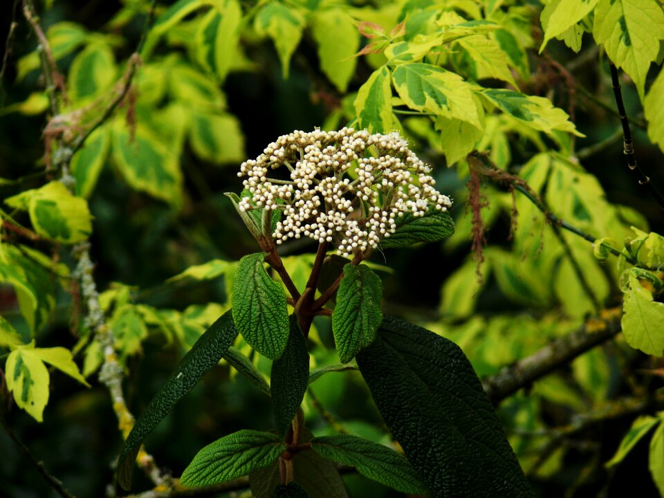 Shrubs spring nature