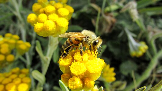 Animal yellow busy