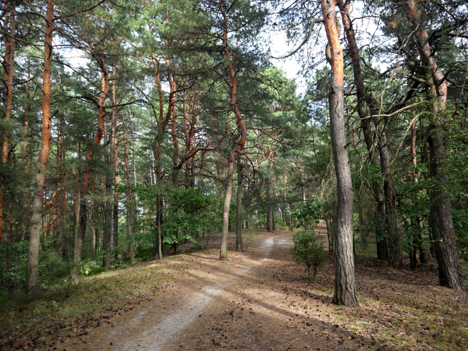 2019_Warszawa_las_w_Aleksandrowie,_2
