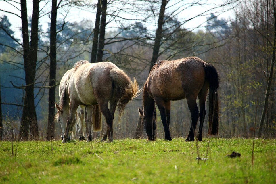 Pasture grass thoroughbred arabian
