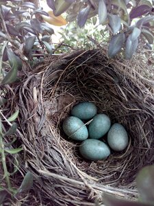 Blackbird bird's nest egg photo