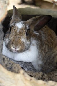 Rabbit animals farm