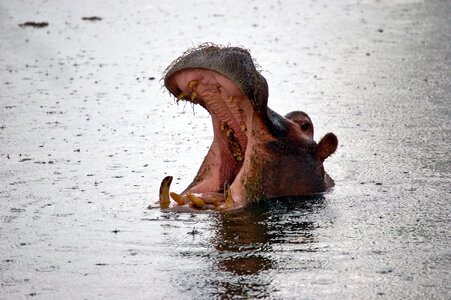 Hippo foot africa