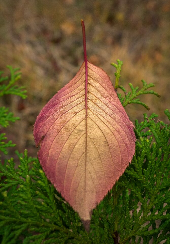 The leaves leaf nature