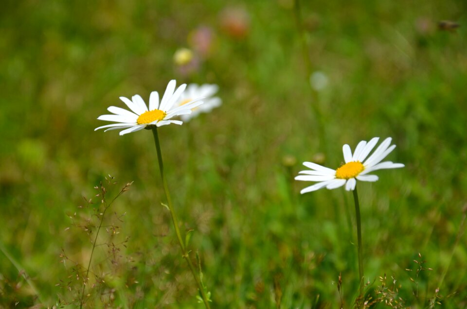 Summer flowering natural
