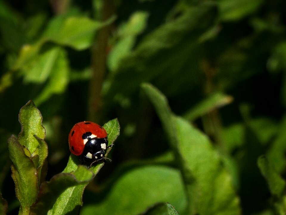 Spring garden insect