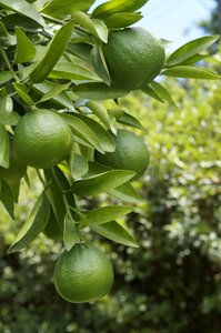 Lemon fruit Free photos