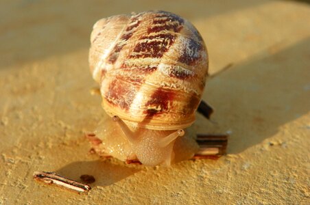 Shell edible animal