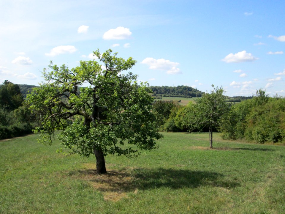 20190906Streuobstwiese_Fechingen6