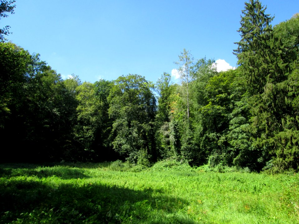 20190904Hirschwiese