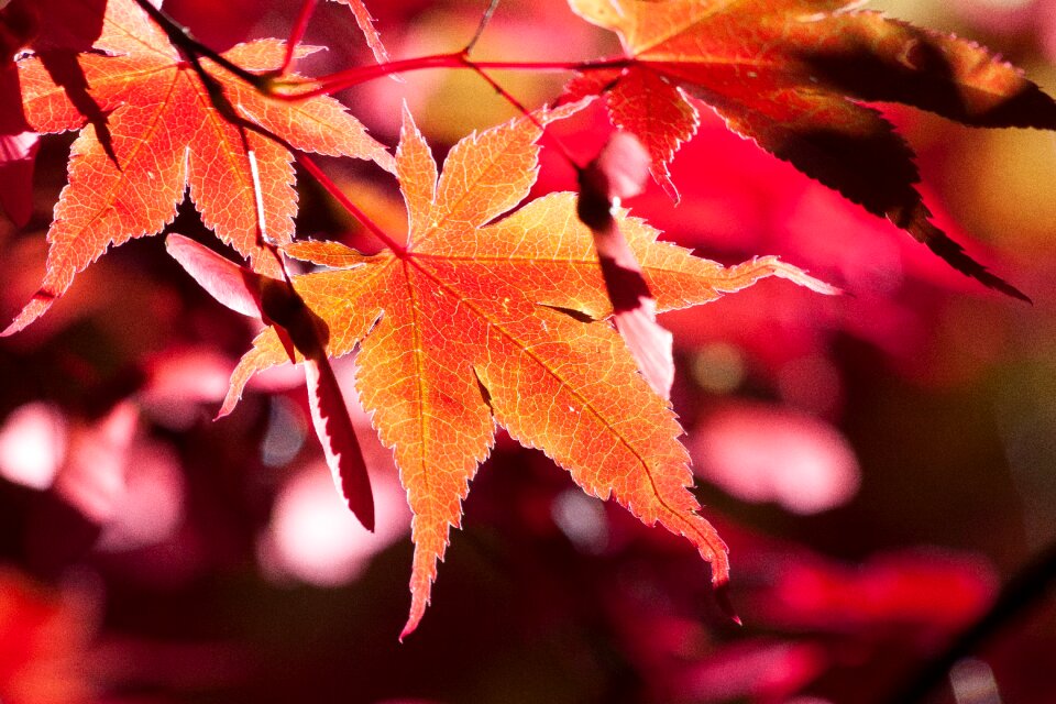 Red leaves coloring
