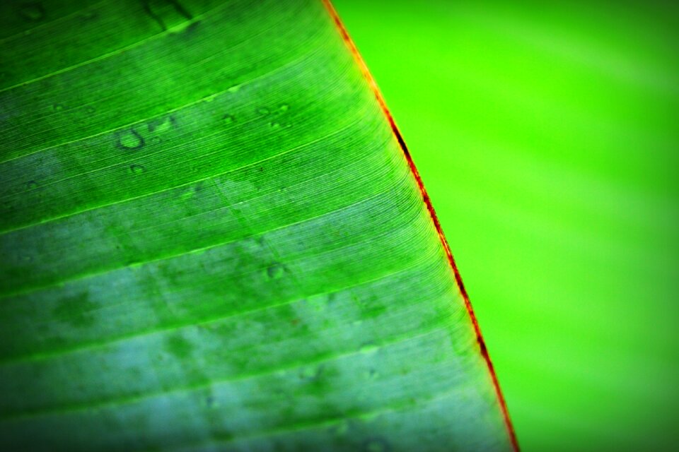 Chlorophyll closeup detail