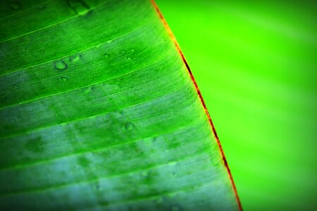 Chlorophyll closeup detail photo
