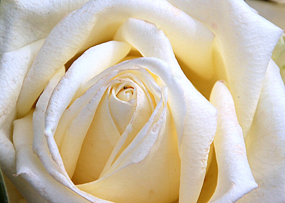Fragrance beautiful romantic