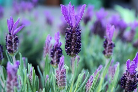 Purple smell garden photo
