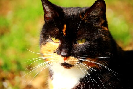 Lucky cat three coloured sun