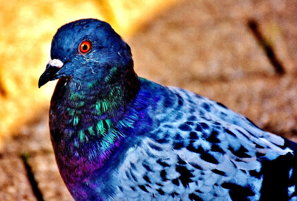 Flying bill nature