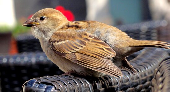 Bird urban bird wings