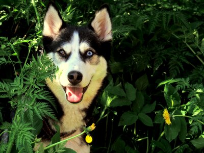 Siberian breed cute photo